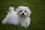 Maltezer pups klein blijvend prachtig behaard, Dieren en Toebehoren, Honden | Chihuahua's en Gezelschapshonden, CDV (hondenziekte)