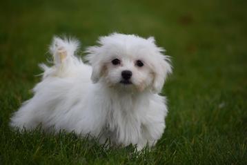 Chiots maltais, petits, toujours magnifiquement poilus