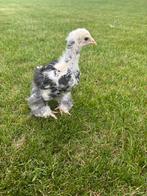 Brahma haan kuikentje, Dieren en Toebehoren, Mannelijk, Kip