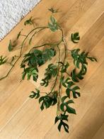 Rhaphidophora mini Monstera plant, Maison & Meubles, Plantes d'intérieur, Plante verte, Enlèvement, Moins de 100 cm