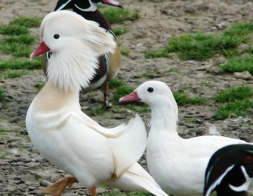 Eenden