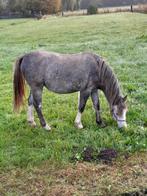 Welsh A schimmel jaarling merries met stamboekpapieren., Dieren en Toebehoren, Pony's, Merrie, 0 tot 2 jaar, Gechipt, B pony (1.17m tot 1.27m)