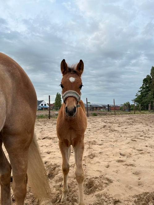 Haflo- arabier hengst, Dieren en Toebehoren, Paarden, Hengst