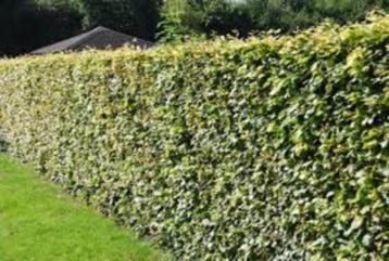 hêtre pourpre Hêtre vert ou Charme pour haie beschikbaar voor biedingen
