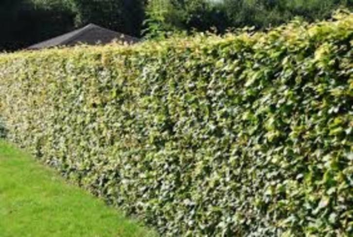 hêtre pourpre Hêtre vert ou Charme pour haie, Tuin en Terras, Planten | Struiken en Hagen, Haag, Haagbeuk, Ophalen