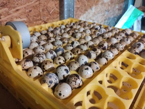 Broedeieren Japanse kwartels 20% korting, Dieren en Toebehoren, Pluimvee