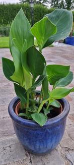 Canna geel, Ophalen of Verzenden