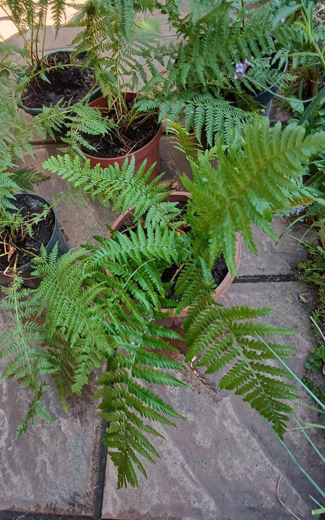 Varens, Mortsel, Tuin en Terras, Planten | Tuinplanten, Varens, Ophalen