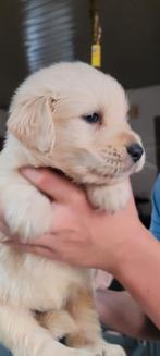Golden retriever pups reuke geteste ouders leeft in m'n huis, Dieren en Toebehoren, België, Fokker | Hobbymatig, Reu, 8 tot 15 weken