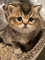 Britse korthaar kittens, Kater, Gechipt, 0 tot 2 jaar
