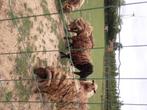 Ouessant schaap, Meerdere dieren, Schaap, 0 tot 2 jaar