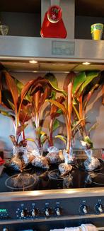 Ensete ventricosum maurelli banaan, Ophalen