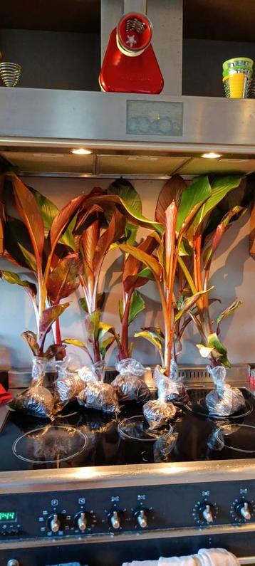 Ensete ventricosum maurelli banaan beschikbaar voor biedingen