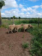 Houtlander ramlammeren, Dieren en Toebehoren