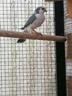 Afrikaanse PYGME FALCON, Bewezen Kweek tarsel!!Perfect in or, Dieren en Toebehoren, Vogels | Overige Vogels, Mannelijk, Roofvogel