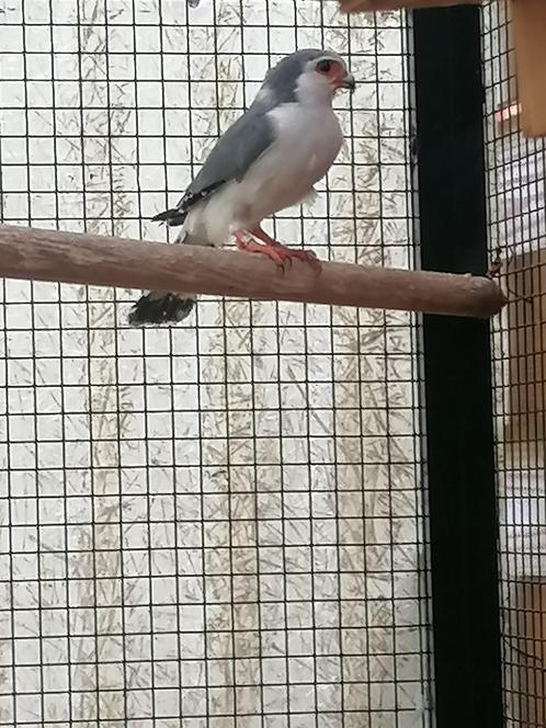 Afrikaanse PYGME FALCON, Bewezen Kweek tarsel!!Perfect in or, Dieren en Toebehoren, Vogels | Overige Vogels, Roofvogel, Mannelijk