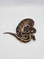 Python Pastel Leopard Yellow Belly 100% Het Desert Ghost, Dieren en Toebehoren, Reptielen en Amfibieën