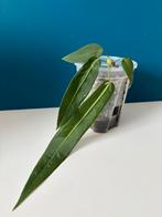 Anthurium Pallidiflorum, Huis en Inrichting, Kamerplanten, Ophalen
