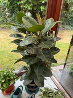 Rubberboom, Tuin en Terras, Ophalen