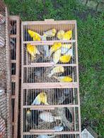 Kanaries  kweekrype  15euro stuk  25 euro koppel, Dieren en Toebehoren, Vogels | Kanaries