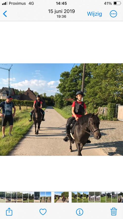 2 span pony’s, Dieren en Toebehoren, Paarden en Pony's | Hoofdstellen en Tuigage, Ophalen of Verzenden