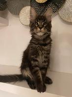 Maine Coon Kittens beschikbaar, Meerdere dieren, Gechipt, 0 tot 2 jaar