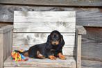 Black and Tan Teckel pupje, Dieren en Toebehoren, Parvo, België, 8 tot 15 weken, Dwerg