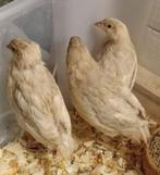 Japanse kwartel - lichte kleurslag