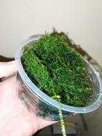 Mousse de Java, plante d'aquarium. Oudenbourg, Animaux & Accessoires