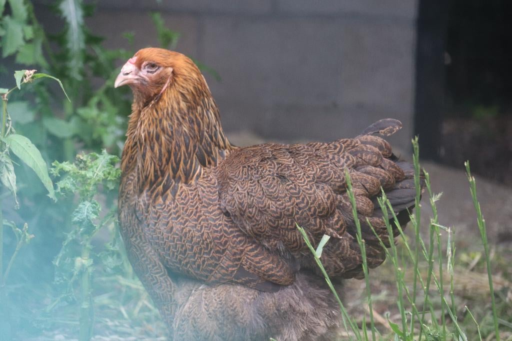 Brahma, Meerdere dieren, Kip