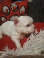 Chihuahua puppy's, Chien (mâle), Belgique, Plusieurs, Chihuahua