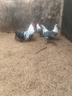 Zilverbrakel, Dieren en Toebehoren, Pluimvee, Meerdere dieren, Kip