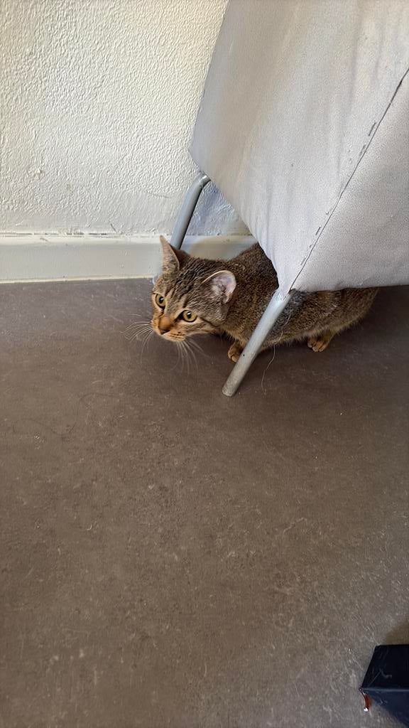 Hat recherche famille, Enlèvement ou Envoi, Comme neuf