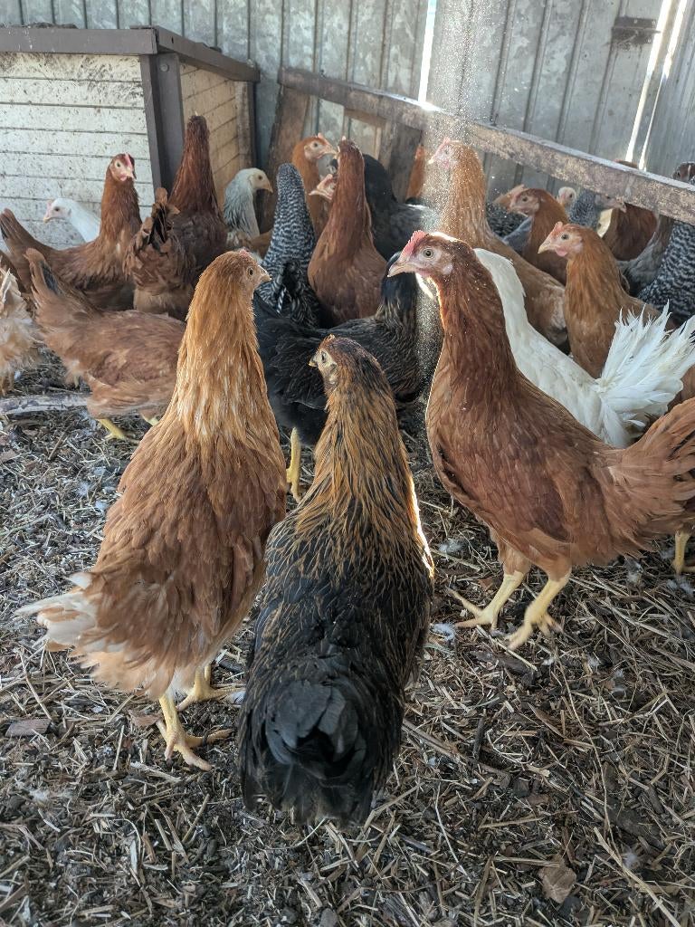 bleu de lande legkippen, Dieren en Toebehoren, Pluimvee