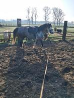 B pony merrie, Jument, B, 3 à 6 ans