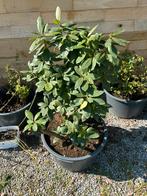 Mooie rhododendron in kuip. Oudere plant, Tuin en Terras, Ophalen, Winter