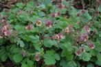 Geum Rivale, Nagelkruid, met witgele of roodbruine bloemen., Tuin en Terras, Ophalen, Bodembedekkers, Volle zon, Vaste plant
