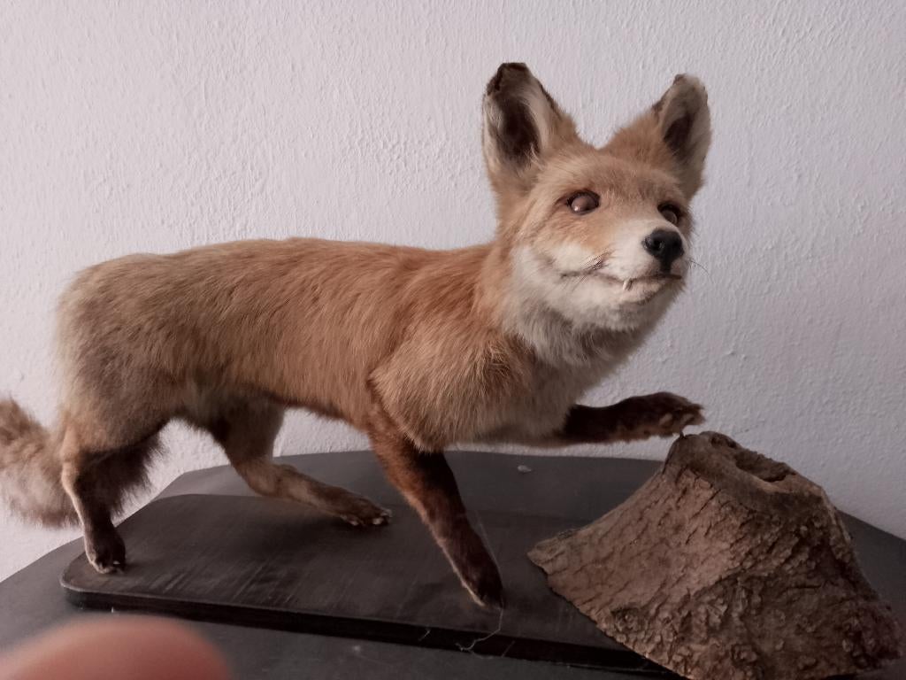 beau renard empaillé.monté sur socle en chêne, Collections, Collections Animaux, Enlèvement