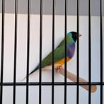 Gouldamadine man, split blauw, Dieren en Toebehoren, Tropenvogel, Geringd