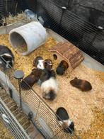 Baby caviaatjes, Dieren en Toebehoren, Knaagdieren, Januari, Meerdere dieren, Cavia