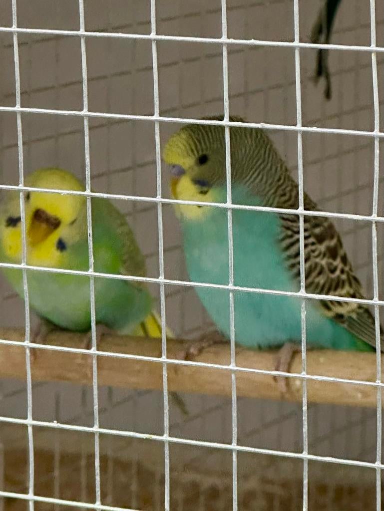 Jonge kleurgrasparkieten, Meerdere dieren, Parkiet, Geringd