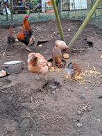 Araucana kippen te koop