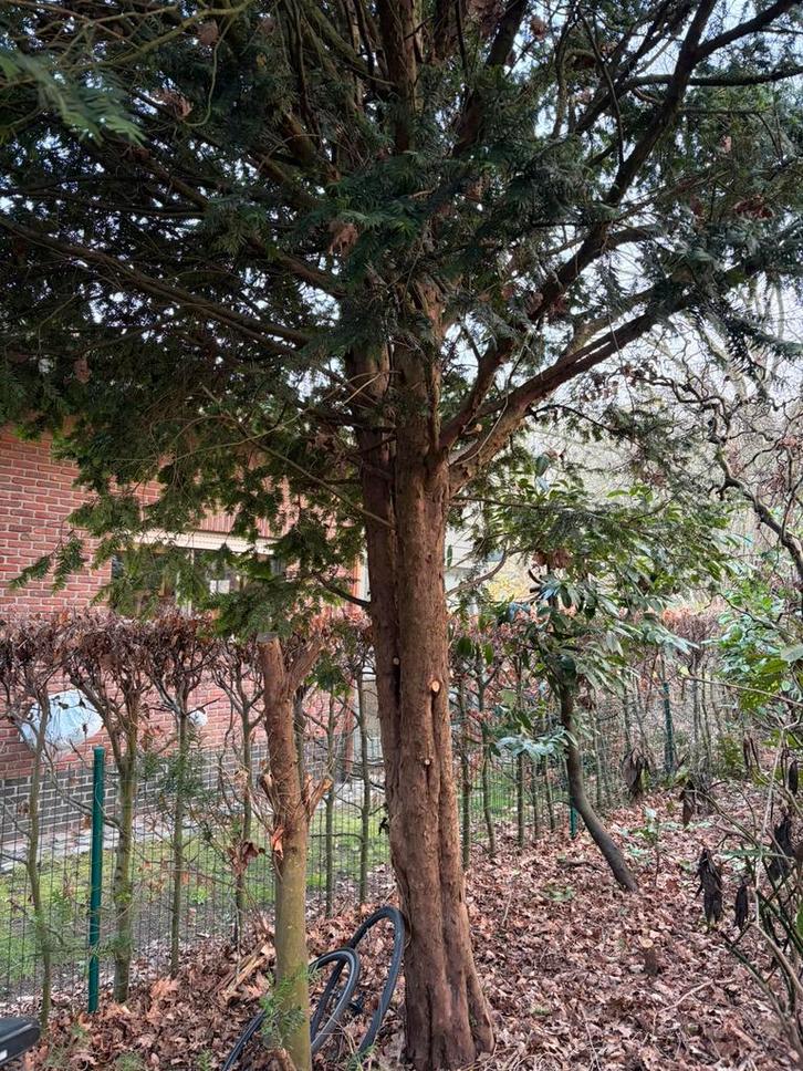 Taxus hout, meerdere beschikbaar, Doe-het-zelf en Bouw, Hout en Planken, Ophalen