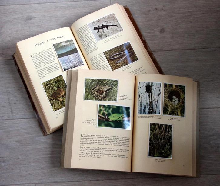 2x Faunaflor Congo chromos Tintin royaume animaux et plantes, Livres, Livres d'images & Albums d'images, Utilisé, Album d'images