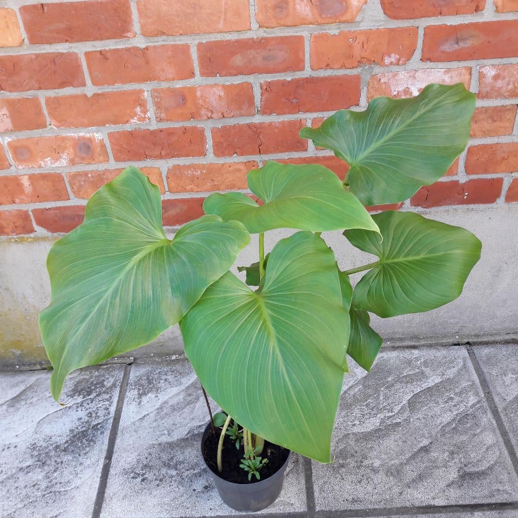 Aronskelk, Ophalen, Zomer