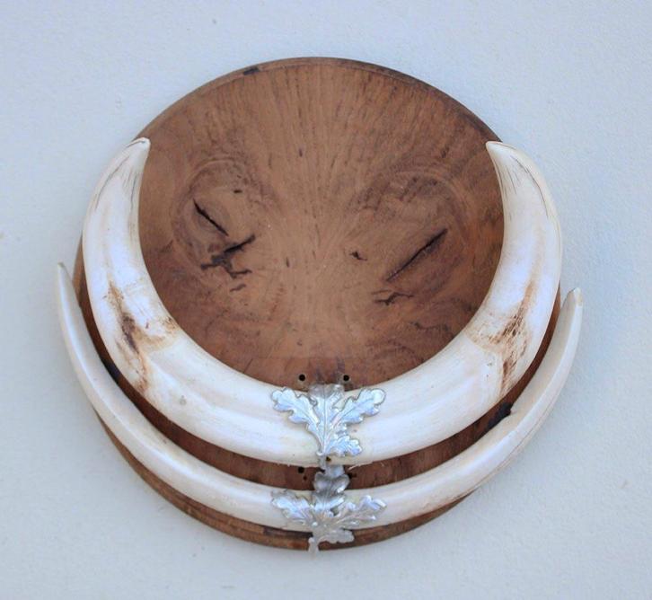 Tanden WRATTENZWIJN op wortelhouten schild (ref. F), Collections, Collections Animaux, Comme neuf, Autres types, Animal sauvage