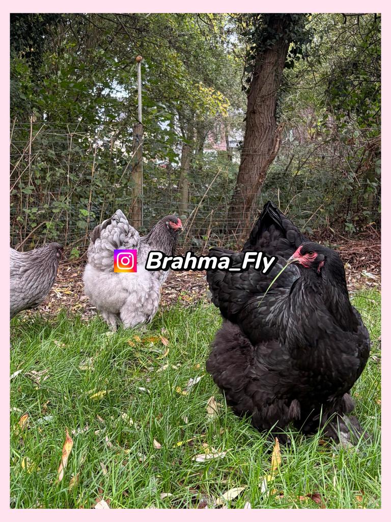 Brahma, poussins noirs, gros tétras, Plusieurs animaux, Poule ou poulet