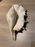 Heel grote prachtige Zeeschelp  Lambis truncata 36x20 cm, Ophalen of Verzenden, Schelp(en)