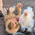 Broedeieren brahma krul kippen, Animaux & Accessoires, Poule ou poulet