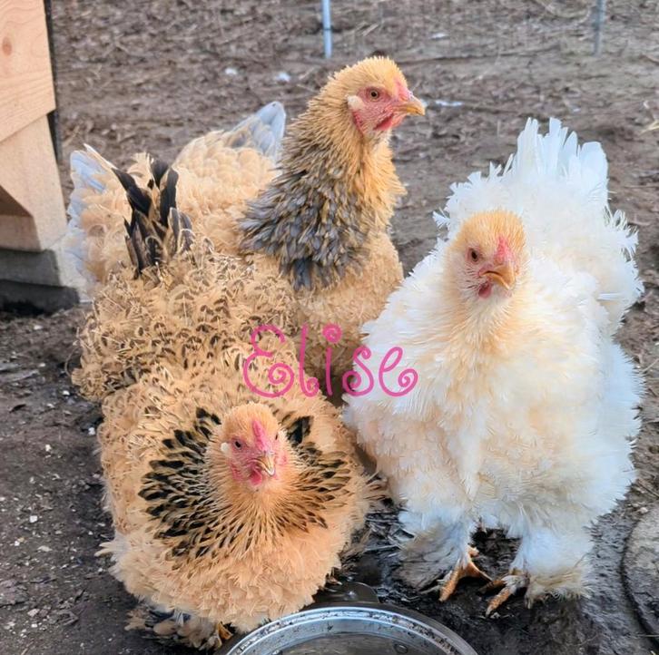 Broedeieren brahma krul kippen, Dieren en Toebehoren, Pluimvee, Kip